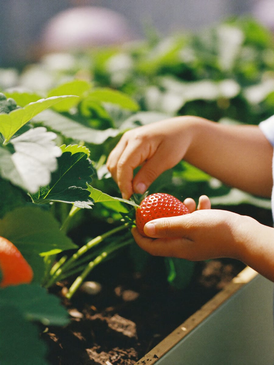 A child picking a strawberry